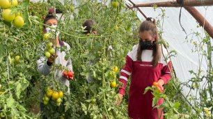 BAYBURT'TA ÖĞRENCİLERİN YETİŞTİRDİĞİ ATA TOHUMLARI, KÖYLÜLERE DAĞITILIYOR